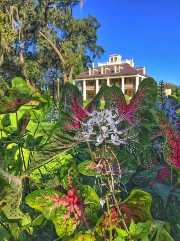 Spring Gardens at Houmas House